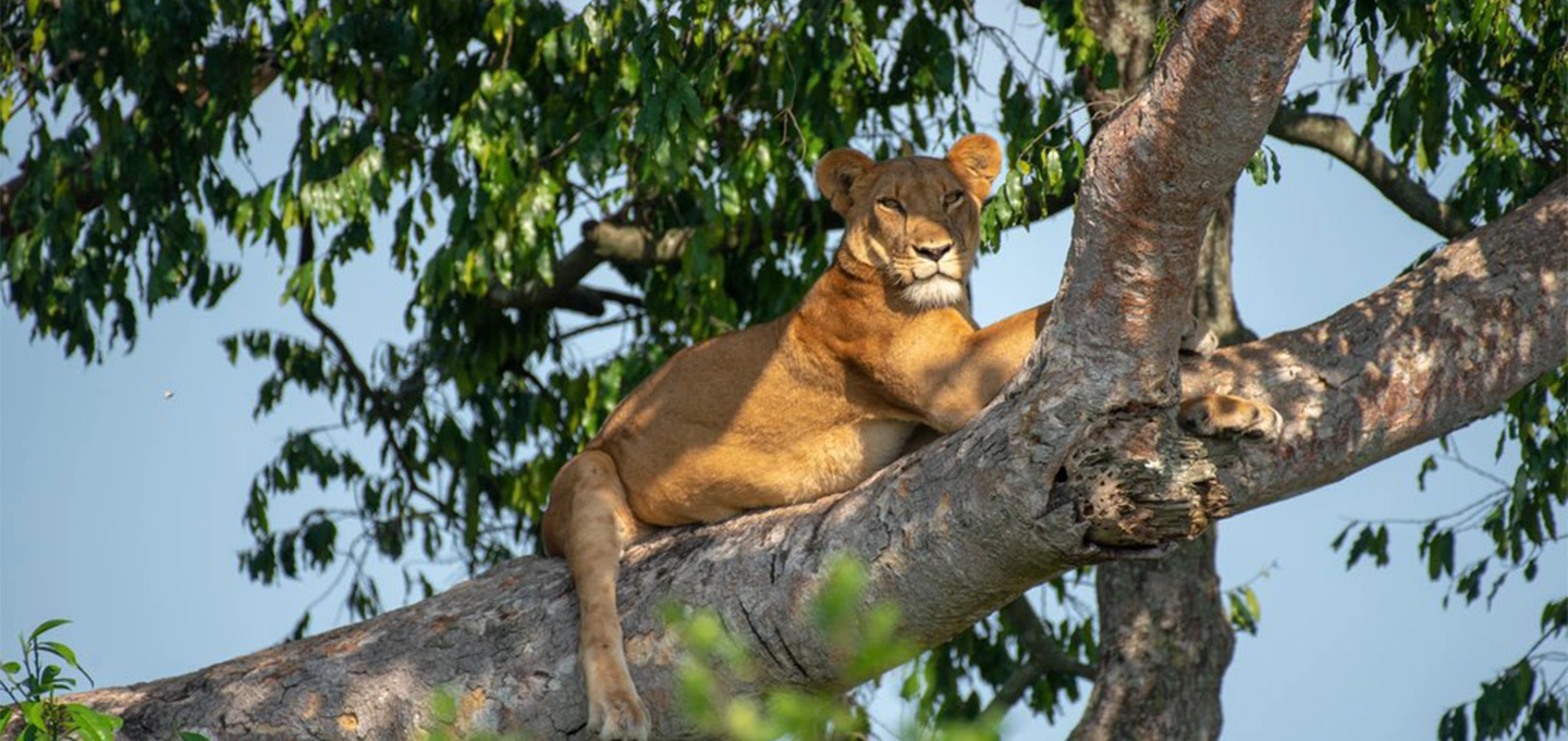 6 Day Uganda Gorilla Trekking & Big Five Safari