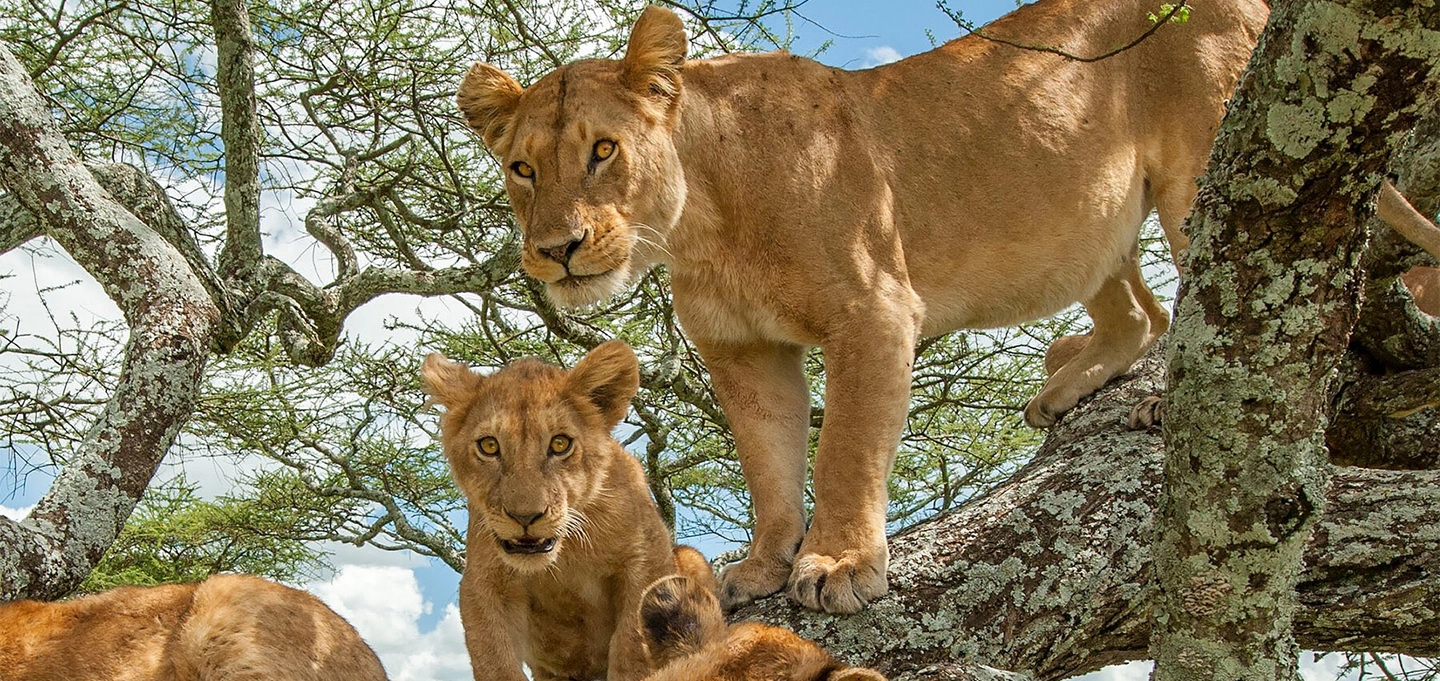 3 Day Murchison Falls Safari