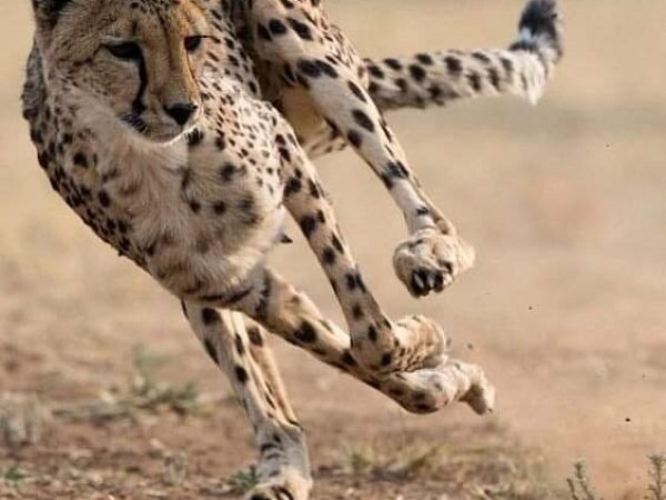 6 Days Kenya Wildlife Migration Safari