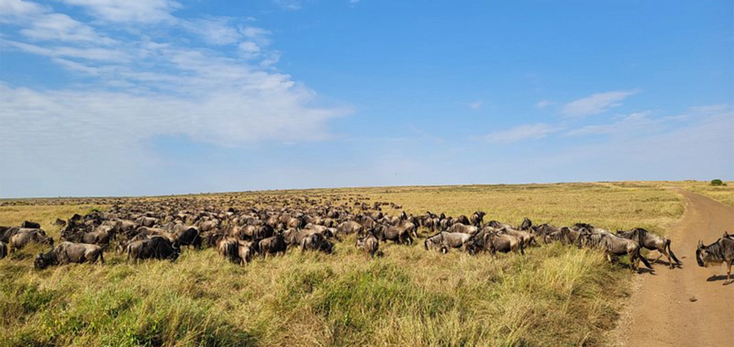 Enjoy a romantic 3-day Masai Mara Migration Safari in Kenya with breathtaking wildlife encounters, luxury moments, and unforgettable African landscapes.