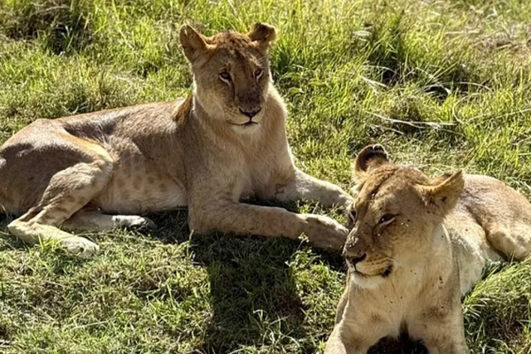 7 Days Luxury Kenya Safari in Masai Mara Big Five & Samburu