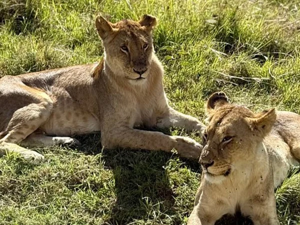 7 Days Luxury Kenya Safari in Masai Mara Big Five & Samburu