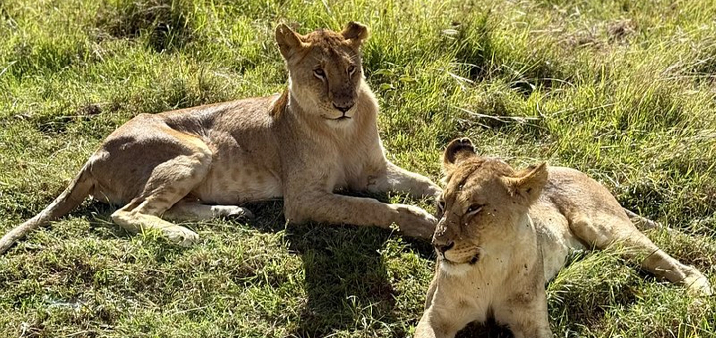 Experience a 7 Days Luxury Kenya Safari with private game drives, Big Five encounters and unforgettable Masai Mara wildlife adventures.