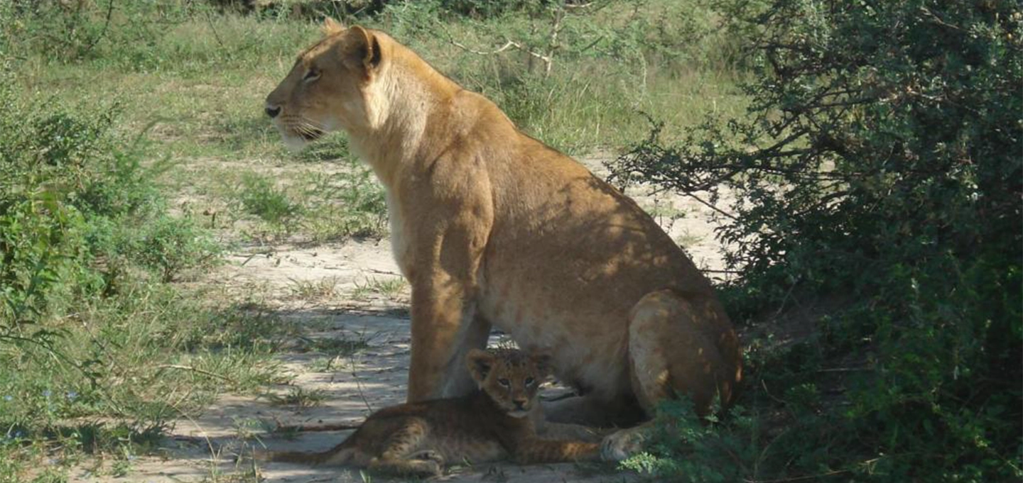 Explore Murchison Falls National Park with thrilling game drives, a Nile boat cruise, and breathtaking views of Uganda’s mighty waterfalls.