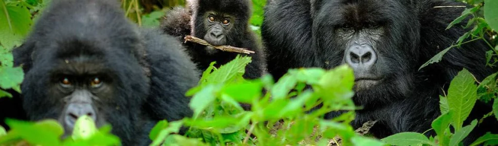 Sarit Gorilla Safaris