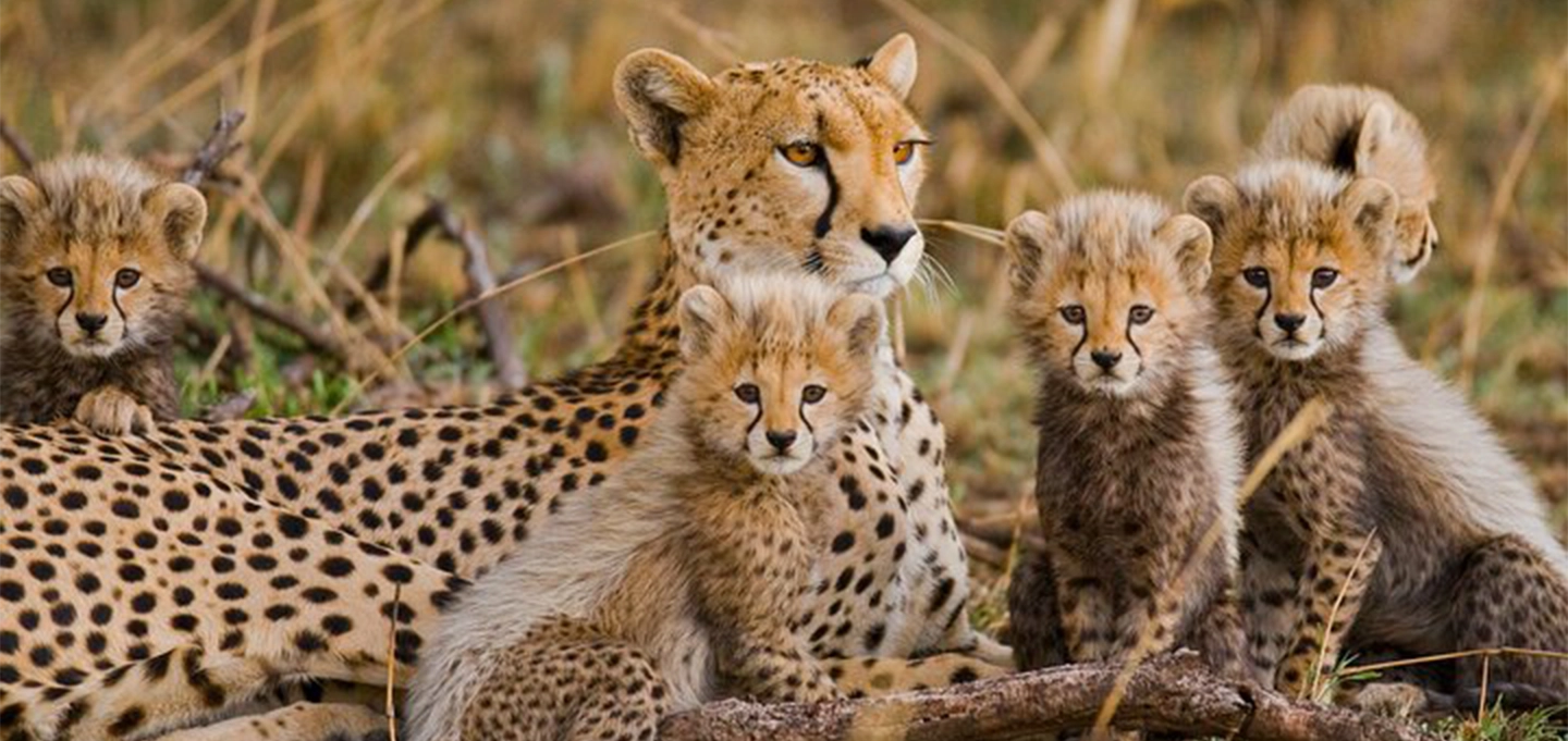 Enjoy a 5-day Serengeti wildlife safari featuring thrilling game drives, a breathtaking hot-air balloon ride, and unforgettable African wilderness views.