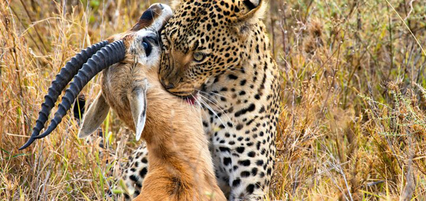 Explore Tanzania’s iconic Serengeti and Ngorongoro Crater on a 3-day safari featuring Big Five wildlife, breathtaking landscapes, and unforgettable African adventures.