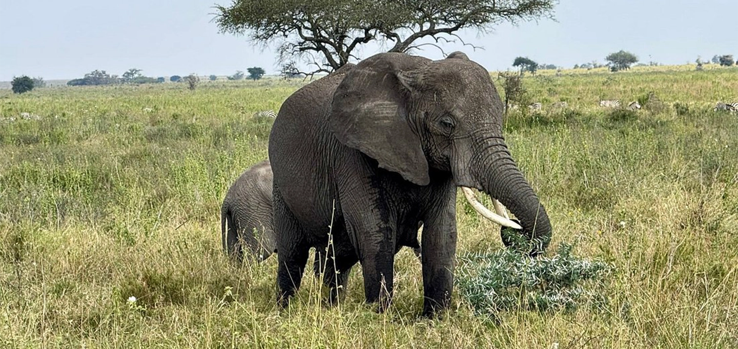 Experience a majestic 6-day Tanzania safari exploring Serengeti, Ngorongoro Crater, and iconic wildlife landscapes with unforgettable game drives.