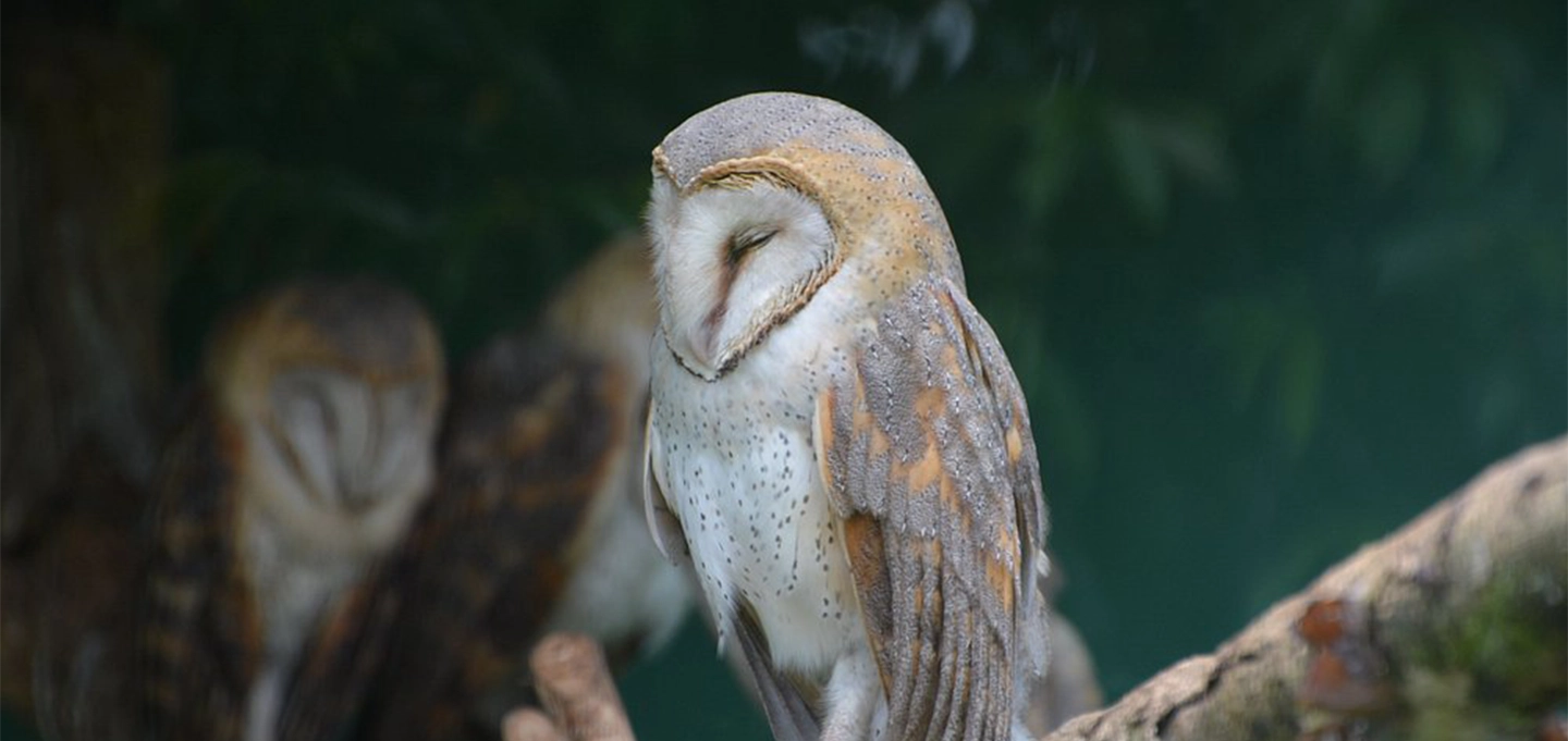 Discover Uganda’s wildlife at the Uganda Wildlife Education Centre in Entebbe with a one-day tour featuring animal encounters, conservation learning, and memorable experiences.
