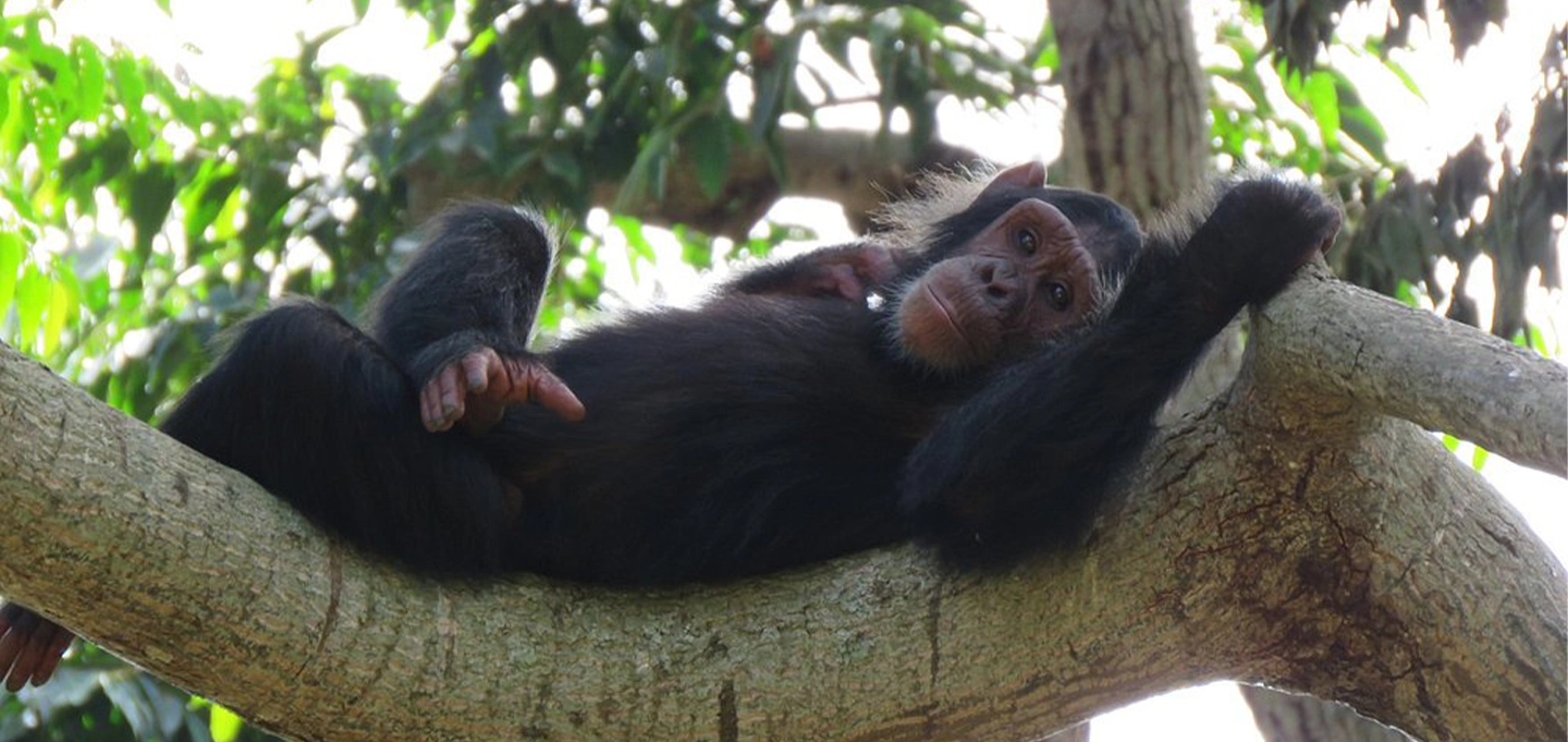 Explore Ngamba Island Chimpanzee Sanctuary on a one-day tour from Entebbe featuring close chimpanzee encounters, boat rides, and unforgettable wildlife experiences.