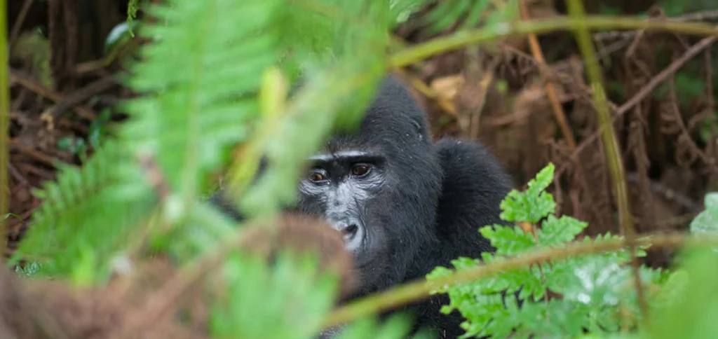 Gorilla Family During Gorilla Trekking Uganda Safari