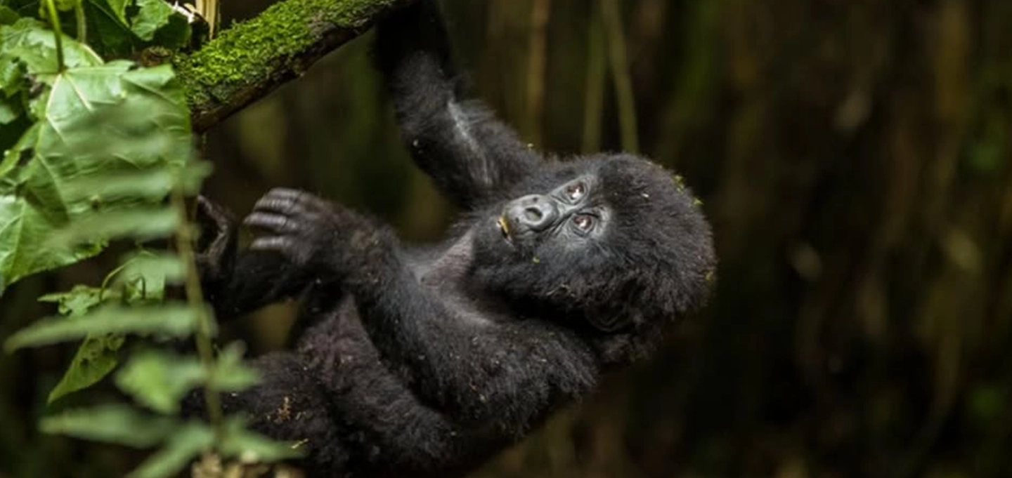 Rwanda Gorilla Trekking