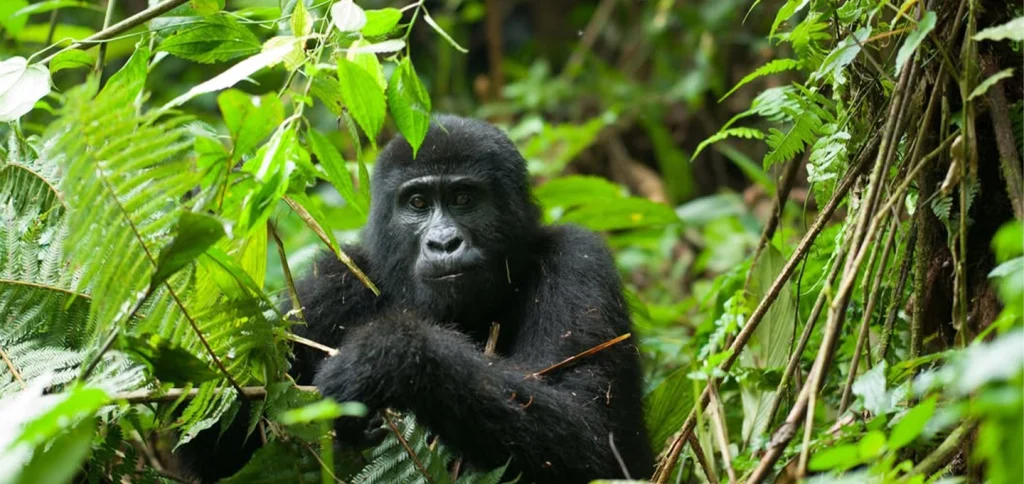 2 Day Bwindi Gorilla Trekking Tour Uganda ending in Kigali Rwanda with mountain gorilla experience