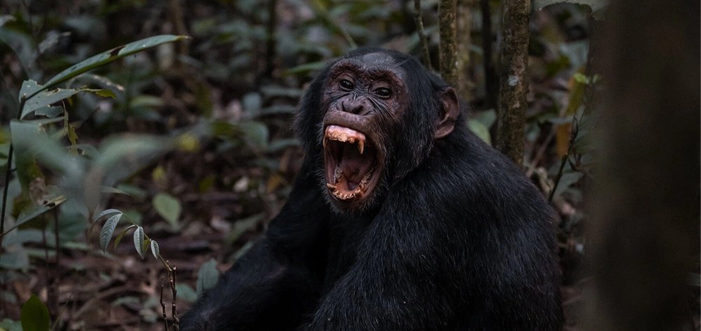 5 Day Uganda Gorilla and Chimpanzee Trekking Safari