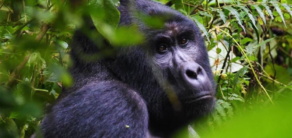 1 Day Gorilla Tracking Mgahinga Uganda from Kigali with mountain gorilla trekking experience