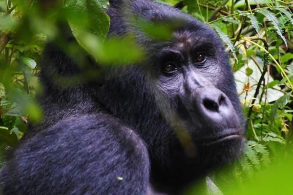 1 Day Gorilla Tracking Mgahinga from Kigali