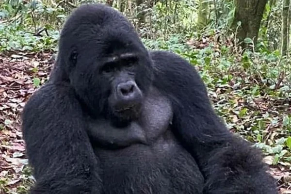 5 Day Gorilla Trekking Chimp Trekking & Wildlife Safari