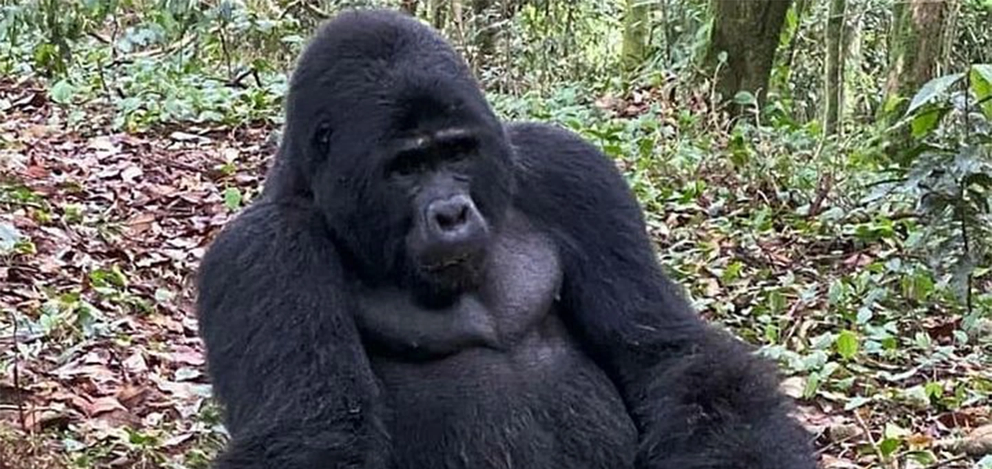 Experience a 5-day Uganda safari combining mountain gorilla trekking, chimpanzee tracking, and unforgettable wildlife encounters across Uganda’s national parks.