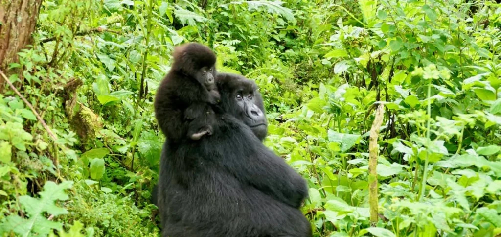 7 Day Uganda Gorilla Safari with Bwindi gorilla trekking and wildlife adventure