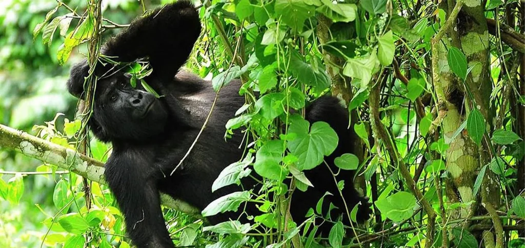 Uganda vs Rwanda Gorilla Trekking