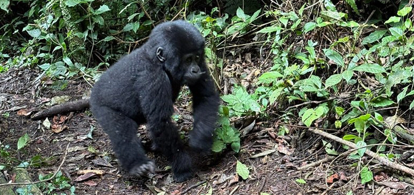Why Gorilla Trek With Sarit