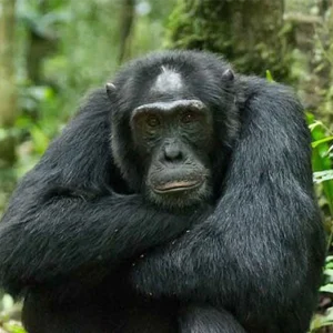 14 Day Uganda Luxury Wildlife Safari and Gorilla Adventure