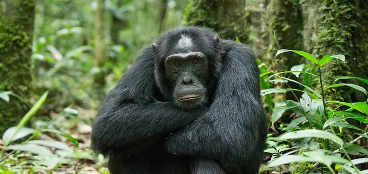 Discover a luxury 14-day Uganda safari combining gorilla trekking, wildlife encounters, scenic landscapes, and unforgettable African adventures.