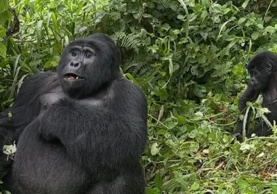Best Time for Gorilla Trekking in Uganda