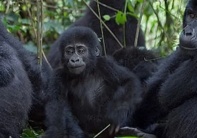 What to Pack for Gorilla Trekking