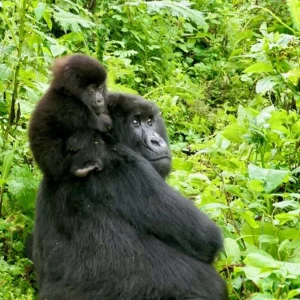 7 Day Uganda Gorilla, Chimpanzee & Wildlife Safari