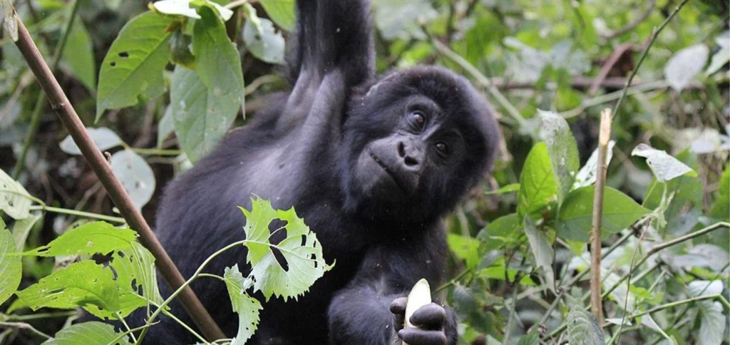 Travelers enjoying an 11 Days Uganda wildlife safari with mountain gorilla trekking, chimpanzees and Big Five wildlife
