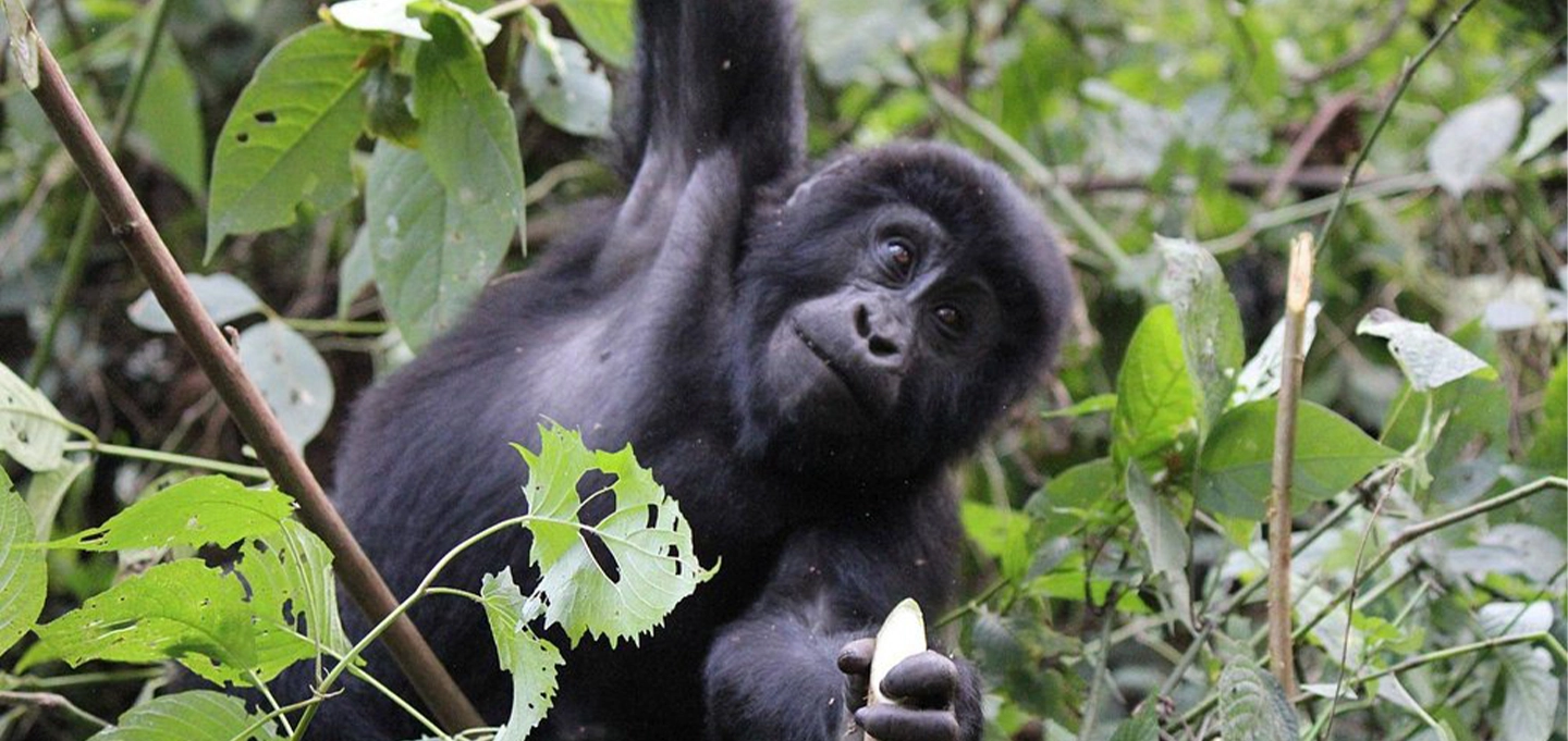 Explore Uganda’s ultimate wildlife adventure featuring gorilla trekking, chimpanzee encounters and Big Five safari experiences.