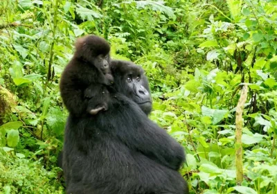 Uganda Gorilla Trekking vs Rwanda Gorilla Trekking