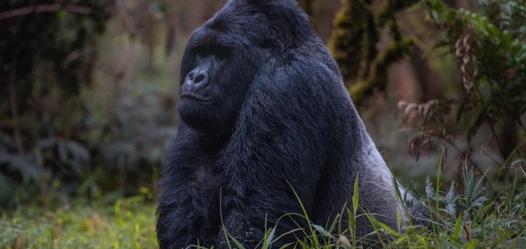 Uganda Gorilla Trekking