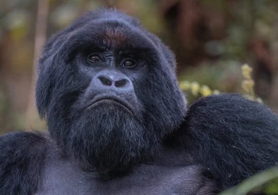 Gorilla Trekking Cost in Uganda (2026 Guide)