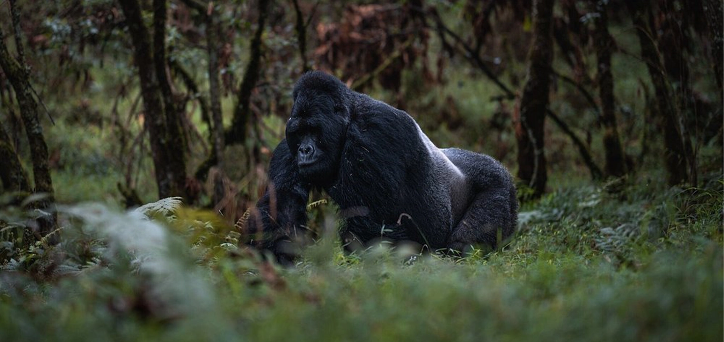Gorilla Trekking Permits