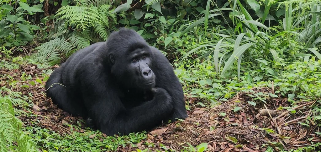 3 Day Rwanda Uganda Gorilla Trekking Safari with mountain gorilla encounters in Volcanoes and Bwindi