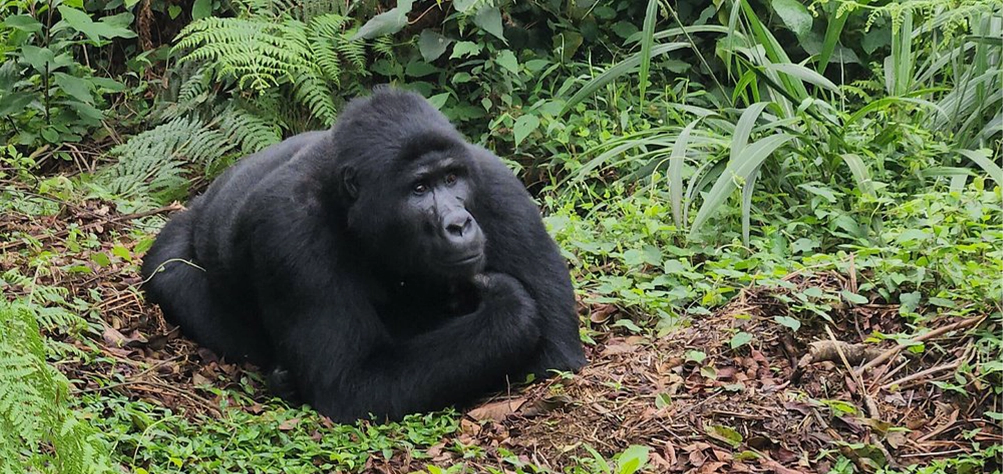 Experience a 3-day Rwanda Uganda gorilla trekking safari featuring unforgettable mountain gorilla encounters, scenic landscapes, and East Africa’s primate adventure.