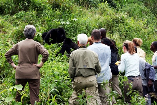 Uganda vs Rwanda Gorilla Trekking
