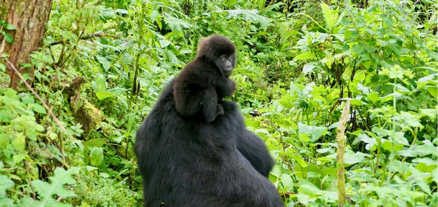 1 Day Gorilla Trekking