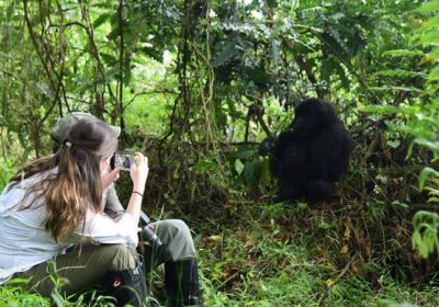 Solo Gorilla Trekking: The Ultimate Guide to Bwindi and Volcanoes National Park