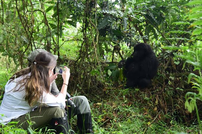 Uganda vs Rwanda Gorilla Trekking