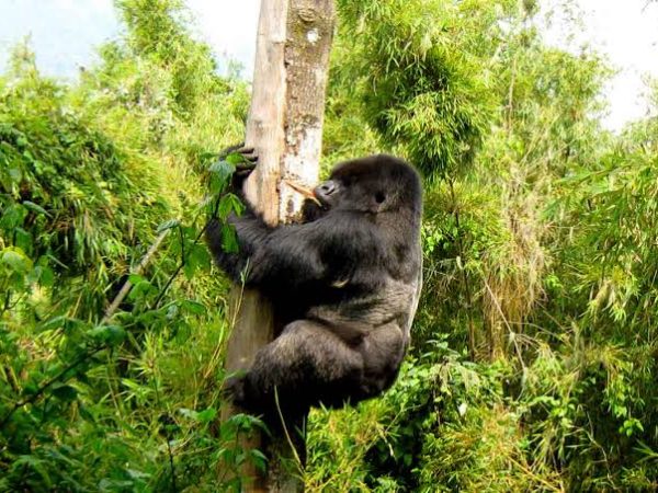 5 Days Uganda Gorilla & Chimpanzee Trekking Safari