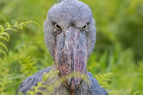 Shoebill Stork Birdwatching Entebbe Tour at Mabamba Swamp