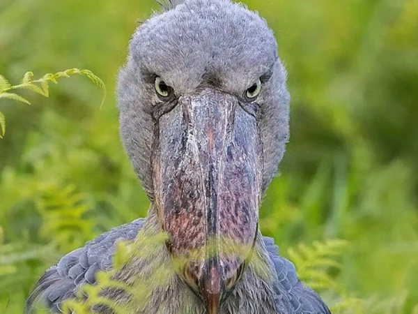 Shoebill Stork Birdwatching Entebbe Tour at Mabamba Swamp