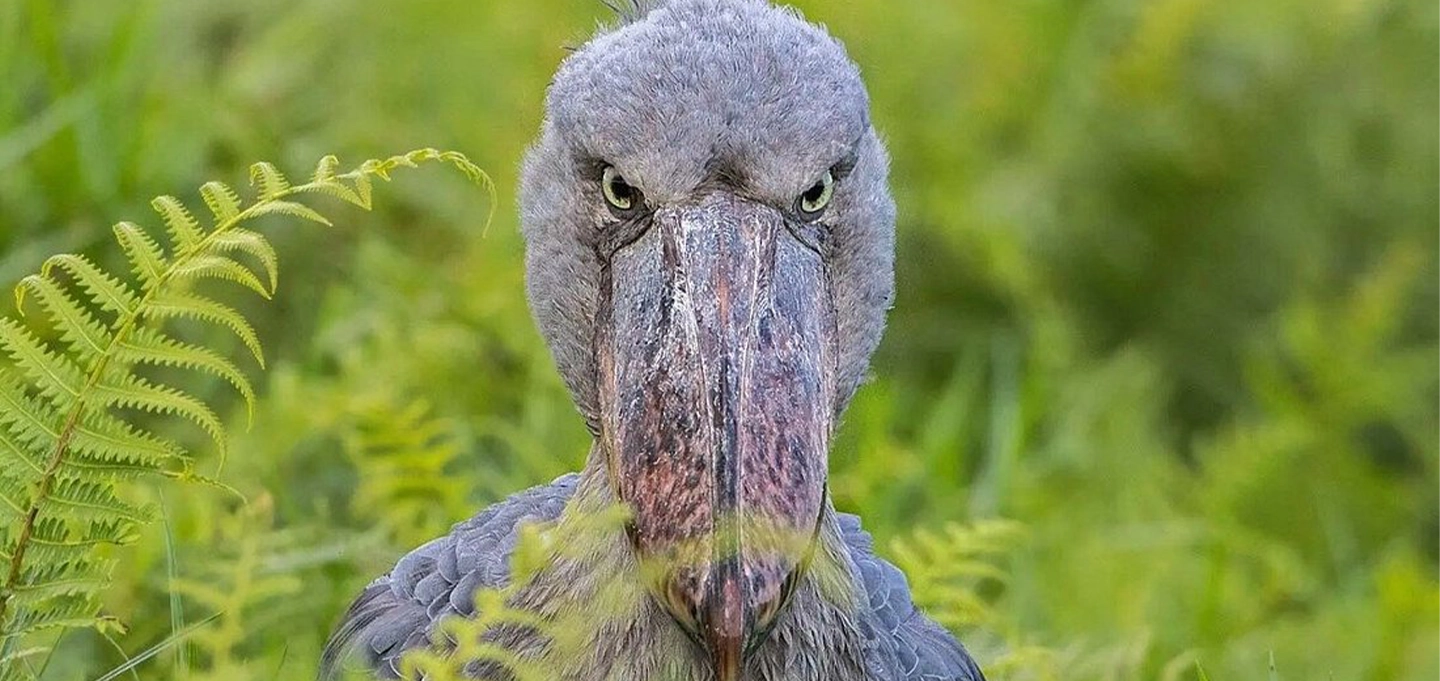 Discover the rare Shoebill Stork on a birdwatching tour to Mabamba Swamp near Entebbe, Uganda, with unforgettable wetland wildlife encounters.