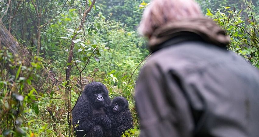Gorilla Trekking