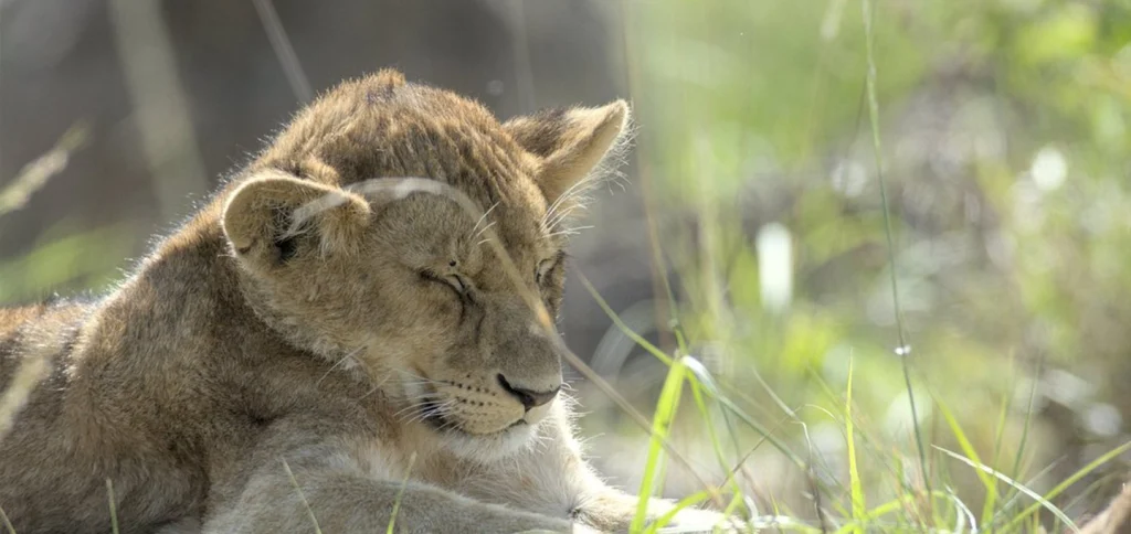 Lion resting in the Maasai Mara National Reserve, Kenya