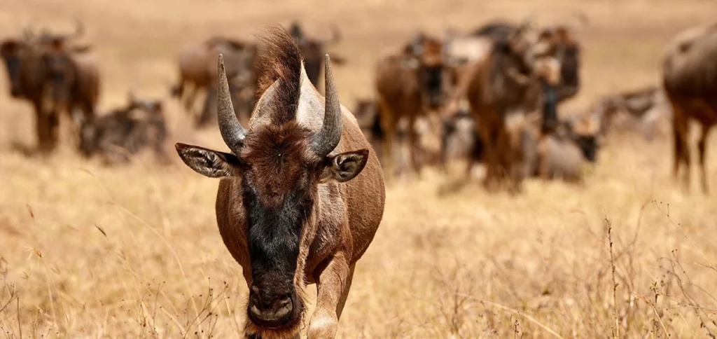 10 Day Kenya to Tanzania safari exploring Masai Mara, Serengeti, Ngorongoro Crater and Lake Manyara with Big Five wildlife viewing