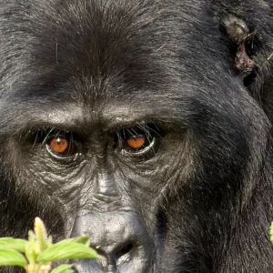 14 Day Uganda Luxury Wildlife Safari and Gorilla Adventure